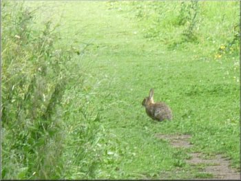 Rabbit deciding when to run for cover