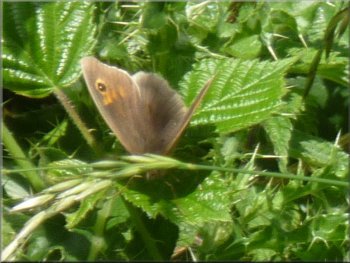 One of many Meadow Brown butterflies