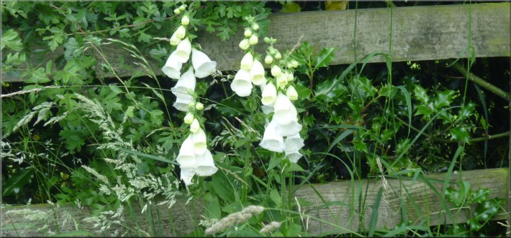 White foxgloves by the footpath near Studley Roger
