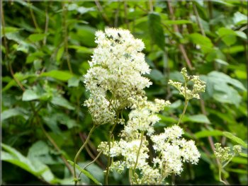 Meadow Sweet with a strong sweet scent