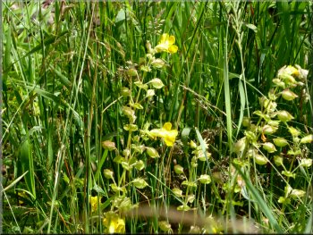 Yellow Rattle, the seed pods are starting to dry & rattle