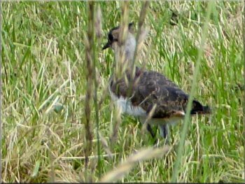 Young lapwing hiding in the long grass