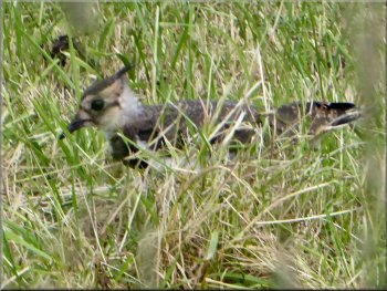 Young lapwing hiding in the long grass