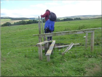 From this stile I saw the cattle taking a close interest in us