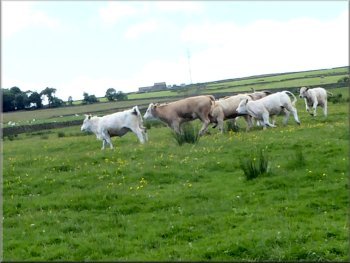 Cattle in full gallop