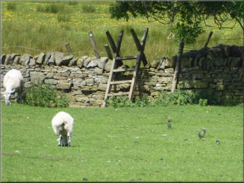 Looking back to the stile from the cattle field