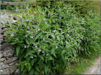 A patch of borage on the roadside