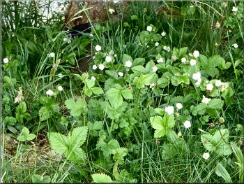 Patch of wild strawberries by the path