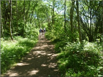 Woodland path to Far Arnside