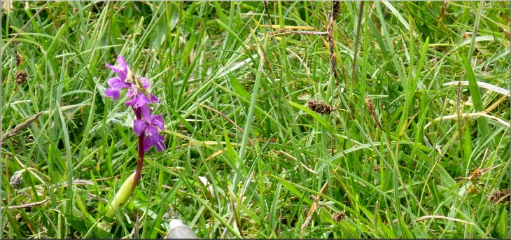 Wild orchid in the grass as we headed for Eggerslack Wood