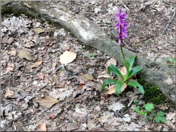 Wild orchid by the path