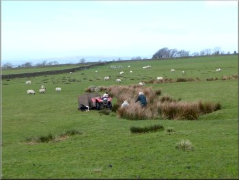 Shepherd tending to a ewe in labour