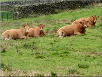 Limousin cattle ignored us as we passed by