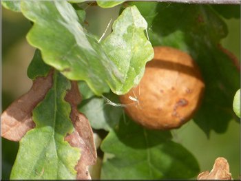 An oak apple on a young oak tree by the track