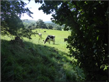Dairy cattle grazing by the edge of the wood