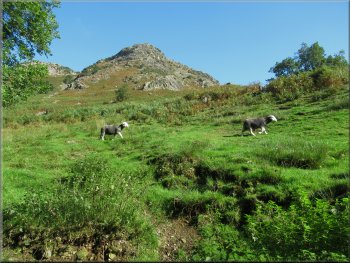 Herdwick Sheep on the hillside