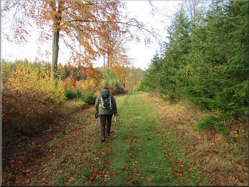 Following the Ebor Way route to the edge of the wood