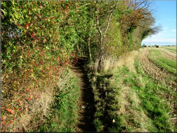 Maiden Grieve Balk path along the edge of the woodland strip