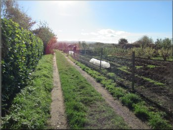 Track to York Road next to the strip of allotment gardens