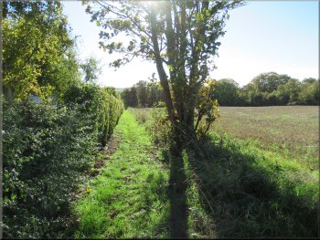 Track to York Road along the edge of a field