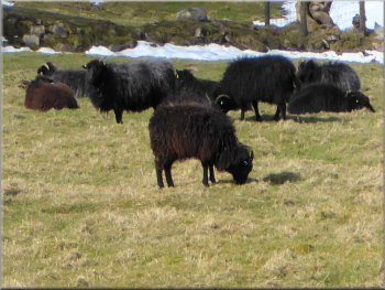 Flock of black sheep with horns but don't know the breed