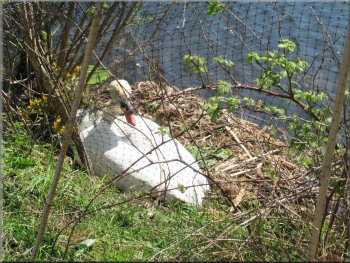 a swan's nest next to the path