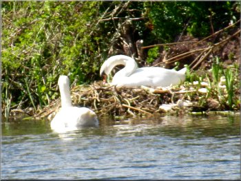 Swans nesting near the Canal Foot
