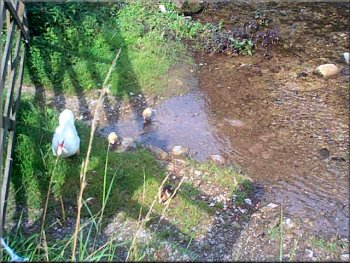 Duck family near Youlgrave