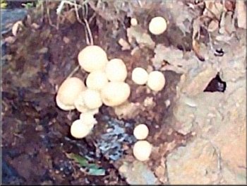 Autumn fungus on the beckside