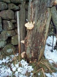 Bracket fungus on an old rotting gatepost