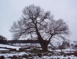 Oak tree near Fangdale Beck
