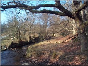 East Moor Wood