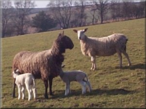 Spring lambs near East Moor Wood