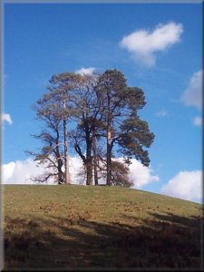 Scots pines on a low ridge near the chapel at our starting point