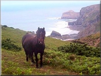 Pony on the cliffs south of Crackington Haven