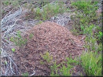 Wood ants' nest on Ankness Ridge 