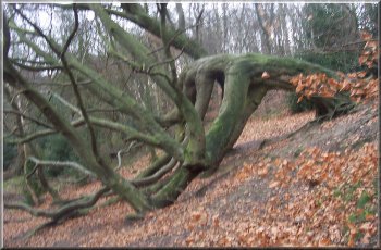 Beech tree that went on growing after it was blown over