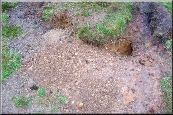 Rabbit hole with fresh excavation