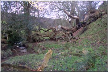 Fallen tree where the path crosses West Gill Beck