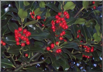 Seasonal holly by the road near Low Mill