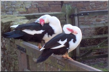 A pair of Muscovy Ducks