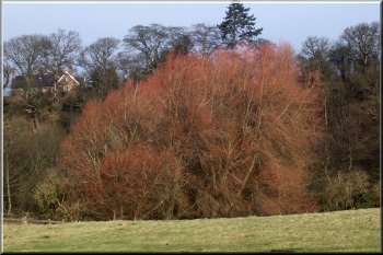 Willow with its orange winter bark