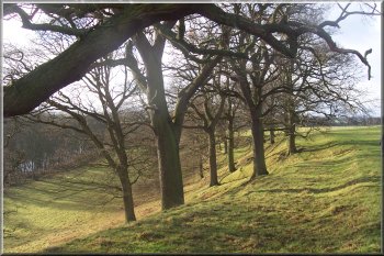 Century old oaks west of Whorlton