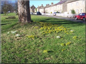 Spring flowers on the village green at East Witton
