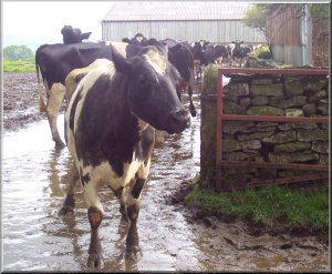 Dairy cattle on Bay Bolton Avenue