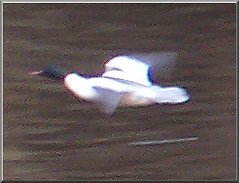 Goosanders at Bolton Abbey