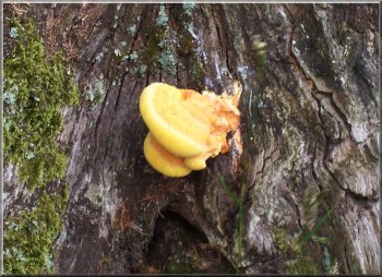 I couldn't identify this fungus on an old  dead oak stump