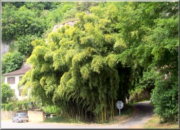 Tall bamboo grove near La Grande Roc cavern