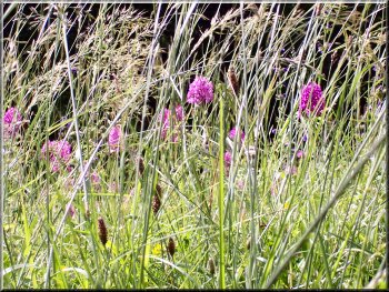 Wild orchids and grasses in the meadows near L'Eyzise