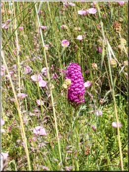 Wild orchid amongst the meadow flowers